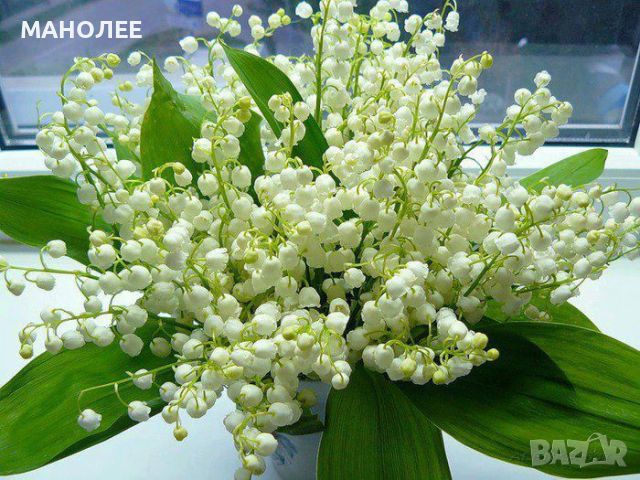 МОМИНА СЪЛЗА, снимка 1 - Градински цветя и растения - 45483233