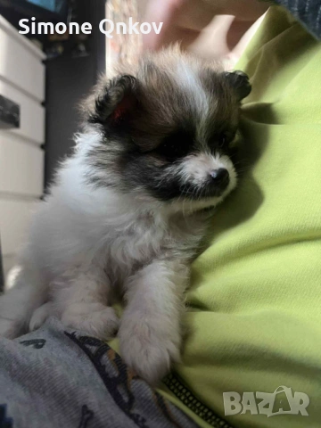 Мини шпиц Померан, снимка 3 - Померан - 53194351