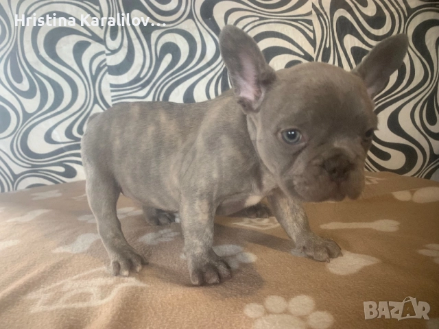 Френски булдочета, снимка 5 - Френски булдог - 52495348