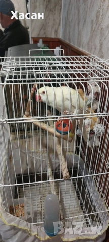 Малък алексадър