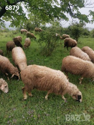 Овце за дамазлък, снимка 6 - Овце - 45674180