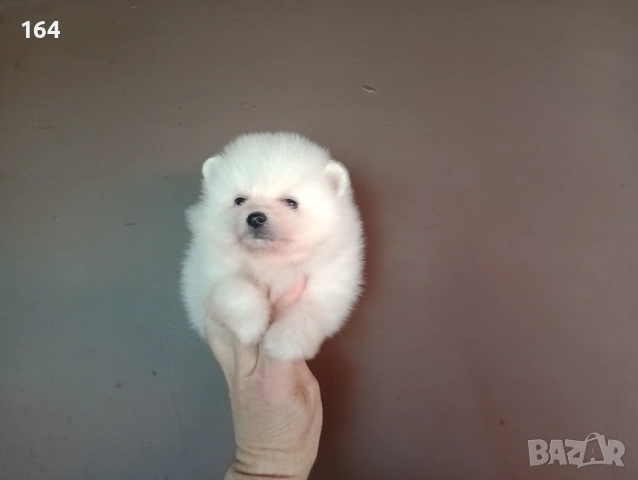 Бели Померани. Различни възрасти! , снимка 3 - Померан - 54149246