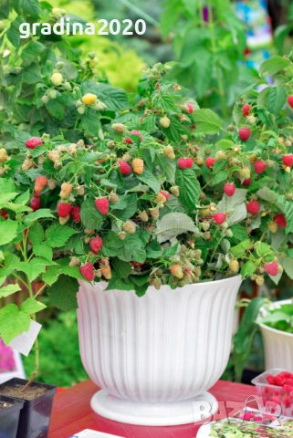 Компактна малина ( Червена принцеса), снимка 4 - Разсади - 43518524