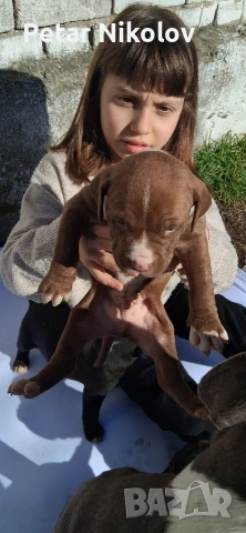 питбулчета, снимка 3 - Питбул - 53259618