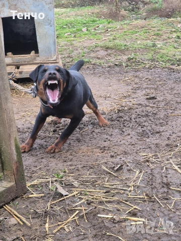 Женски ягдтериер, снимка 4 - Ягдтериер - 54274025