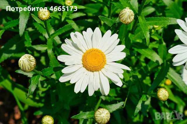 Бяла Маргарита, снимка 2 - Градински цветя и растения - 54268421