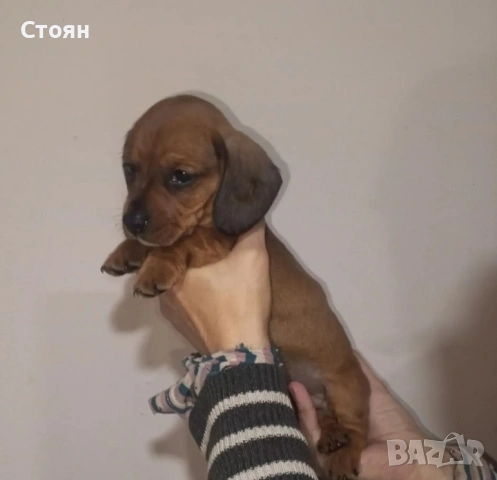 Дакели, снимка 4 - Дакели - 53413372