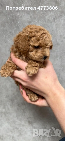 Той/тийкъп пудел кученца – Варна