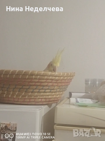 Продавам чифт Корели, снимка 3 - Папагали - 53753709