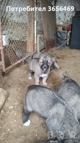 Породисти КАНГАЛИ., снимка 10 - Кангал - 53622874