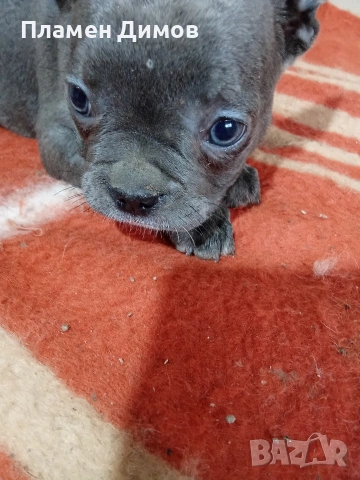 френски булдог 4 момчета и 2 момичета , снимка 7 - Френски булдог - 54026317