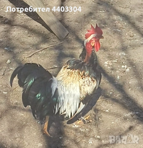 Петли , снимка 8 - други­ - 53854136