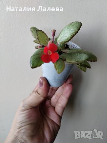 Еписция, episcia silver skies, снимка 3 - Стайни растения - 46581694