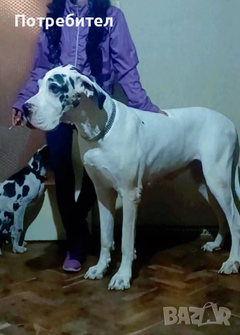 Немски дог мъжки и женски, снимка 6 - Немски дог - 45664449