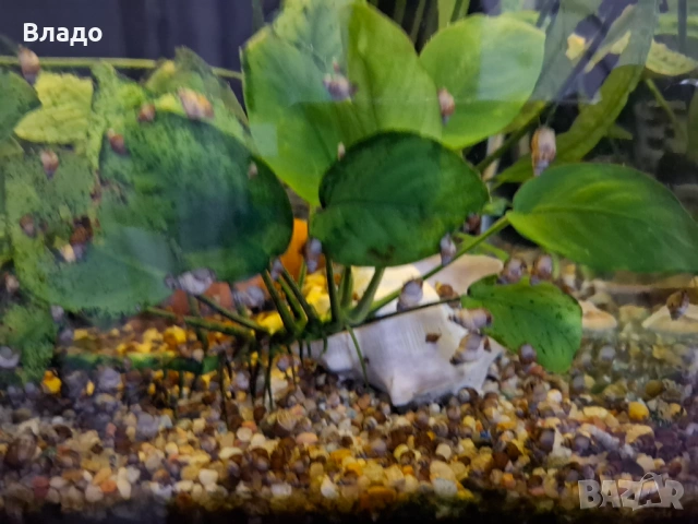 Охлюви мелания / Malaysian trumpet snails, снимка 3 - Други животни - 53106482