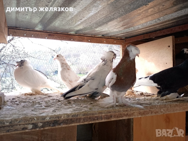 Гълъби демкежи, снимка 16 - Гълъби - 49071204