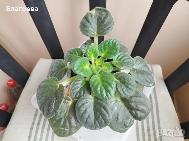 Теменужка стайна 