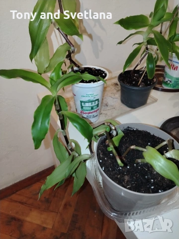 Ароматна Кализия (Calisia Fragrans) - стайно цвете с широко приложение в народната медицина , снимка 4 - Стайни растения - 53489071