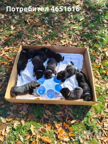 Източноевропейска овчарка, снимка 5 - Други - 52432078