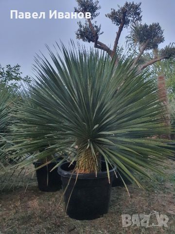 YUCCA ROSTRATA-ЮКА РОСТРАТА-Студоустойчива., снимка 2 - Градински цветя и растения - 46436936