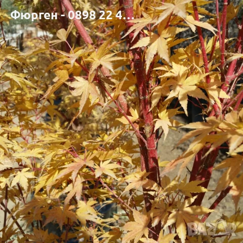     Ацер - Санго Каку, снимка 2 - Разсади - 50635847