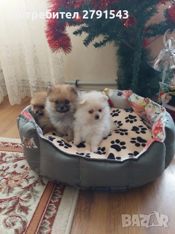 померан померанче 