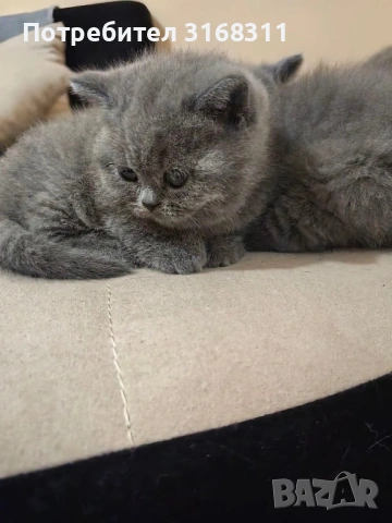 Страхотни малки пухчета, снимка 3 - Британска късокосместа - 53032093