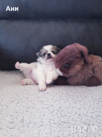 Великденска Супер Изгодна Цена, снимка 4 - Померан - 54110880