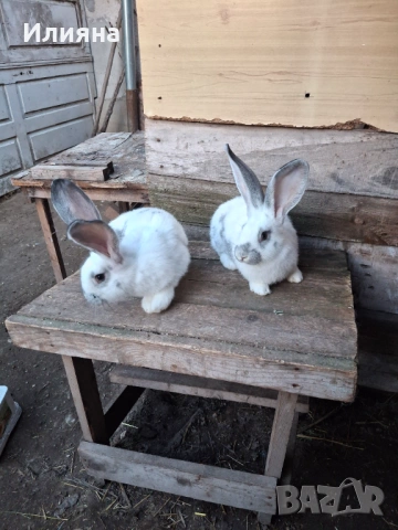 Продавам эайци , снимка 4 - Други животни - 53771954