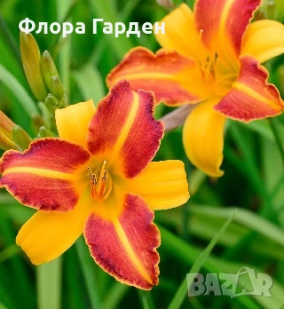 МНОГОГОДИШНИ ЦВЕТЯ - Коренища, снимка 4 - Градински цветя и растения - 53138637