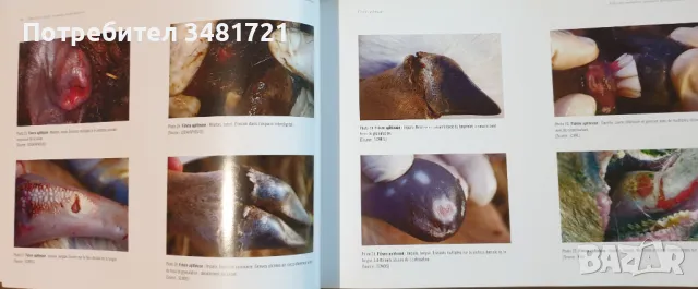 Атлас на болестите по животните / Atlas des Maladies Animales Transfrontalières, снимка 8 - Специализирана литература - 49756394