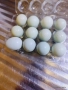 яйца от пъдпъдъци селадона , снимка 2