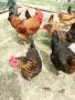 0,90лв/бр - РАЗПЛОДНИ/Оплодени яйца, снимка 1 - Кокошки и пуйки - 45300097