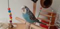 Социален мъжки вълнист папагал, изложбен., снимка 3