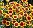 Продавам цветя Гайлардия – разсад в кофички за пролетно засаждане, различни цветове, снимка 10