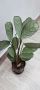 Ктенанте "Амагрис", снимка 1 - Стайни растения - 45115252