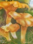 Старо календарче 90г. серия диви гъби много красиво за КОЛЕКЦИЯ ДЕКОРАЦИЯ 35342, снимка 2