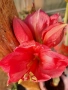 Амарилис с цвят и пред цъфтеж , снимка 5