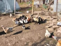 Кокошки и патици, снимка 2