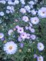 ЕСЕННИ  АСТРИ, снимка 1 - Градински цветя и растения - 45502970