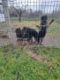 Развъдник за немски овчарки , снимка 8