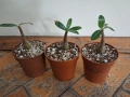 Адениум - Obesum,Arabicum,Somalense,Socotranum и DHA, снимка 1