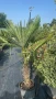 Палма Трахикарпус -22, снимка 12