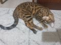 Бенгалска котка , снимка 2