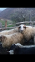Коч булчински , снимка 1 - Овце - 45062602