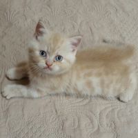 Британска късокосместа малки котенца, снимка 14 - Британска късокосместа - 45723716
