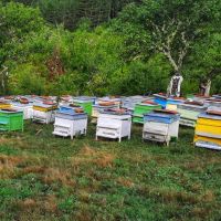 Пчелни кошери с добре развити пчелни семейства и поставени магазини, снимка 1 - За пчели - 45522130