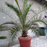Финикова палма, снимка 1 - Градински цветя и растения - 45508945