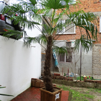 Студоустойчиви палми Трахикарпус в дървени саксии, снимка 14 - Градински цветя и растения - 44961425