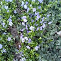 Корени лилава винка, снимка 1 - Градински цветя и растения - 45248003